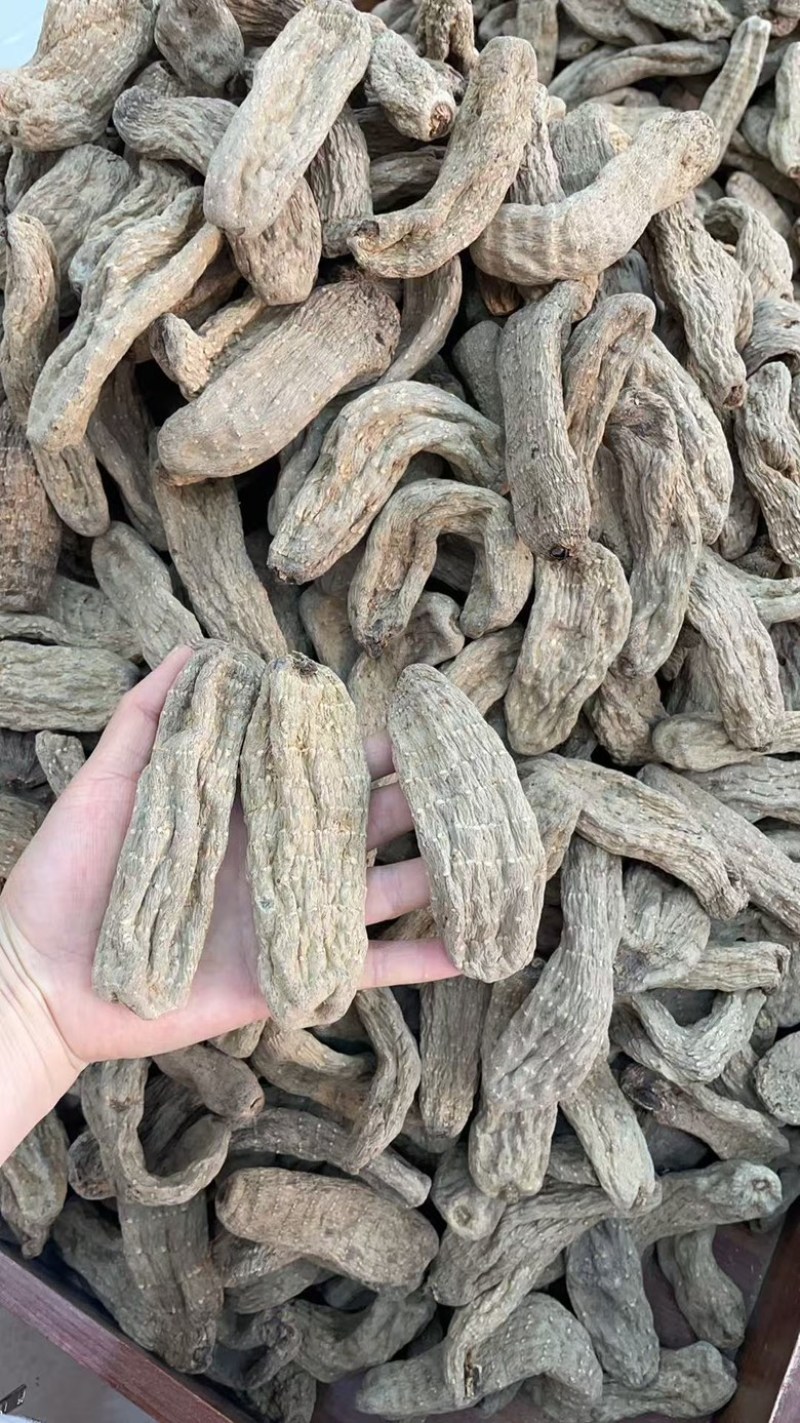 乌天麻大货批发16个左右500克