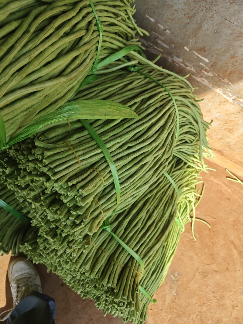 广东湛江徐闻长豆角精品青条豆角产地直发大量供应专业打冰