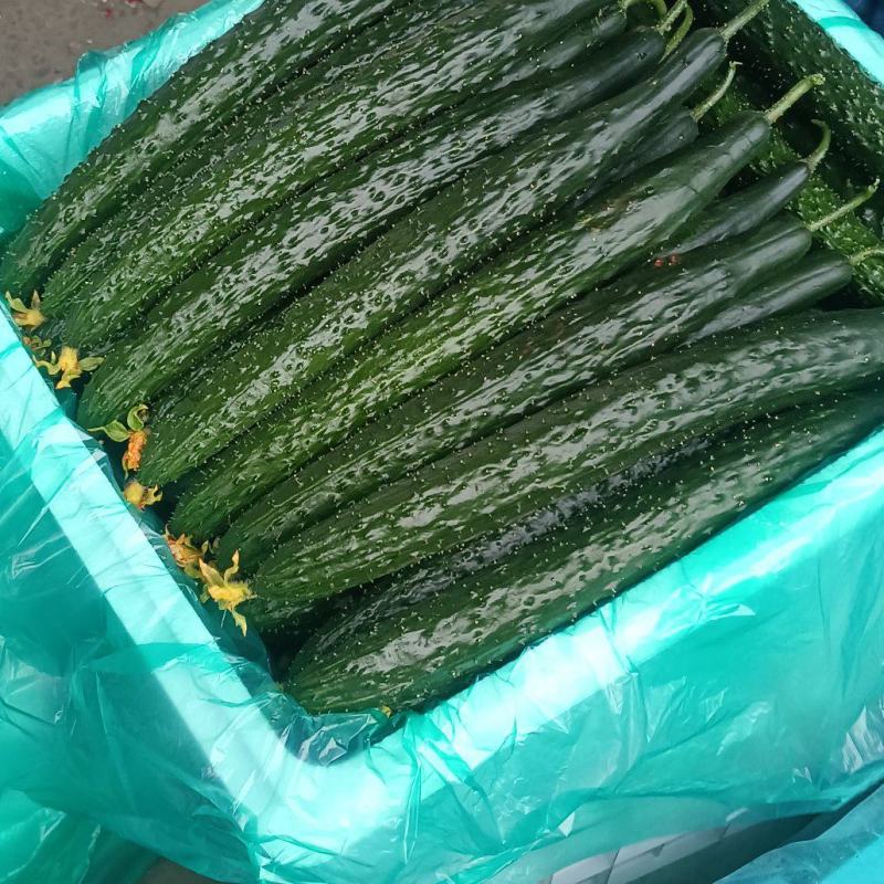 兰陵产区黄瓜大量上市中货源充足质量保证，有需要老板联系