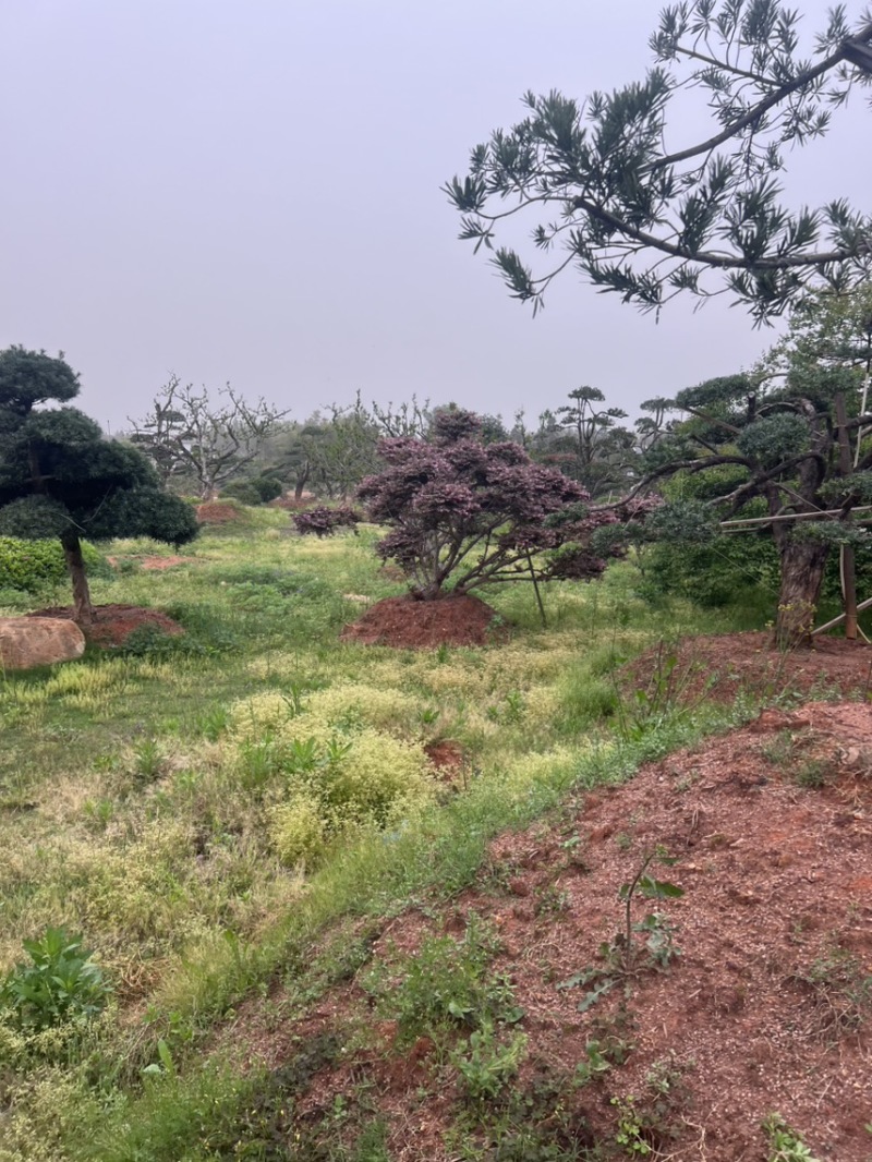 羽毛槭：邹家苗圃大量供应羽毛槭欢迎老板来电咨询