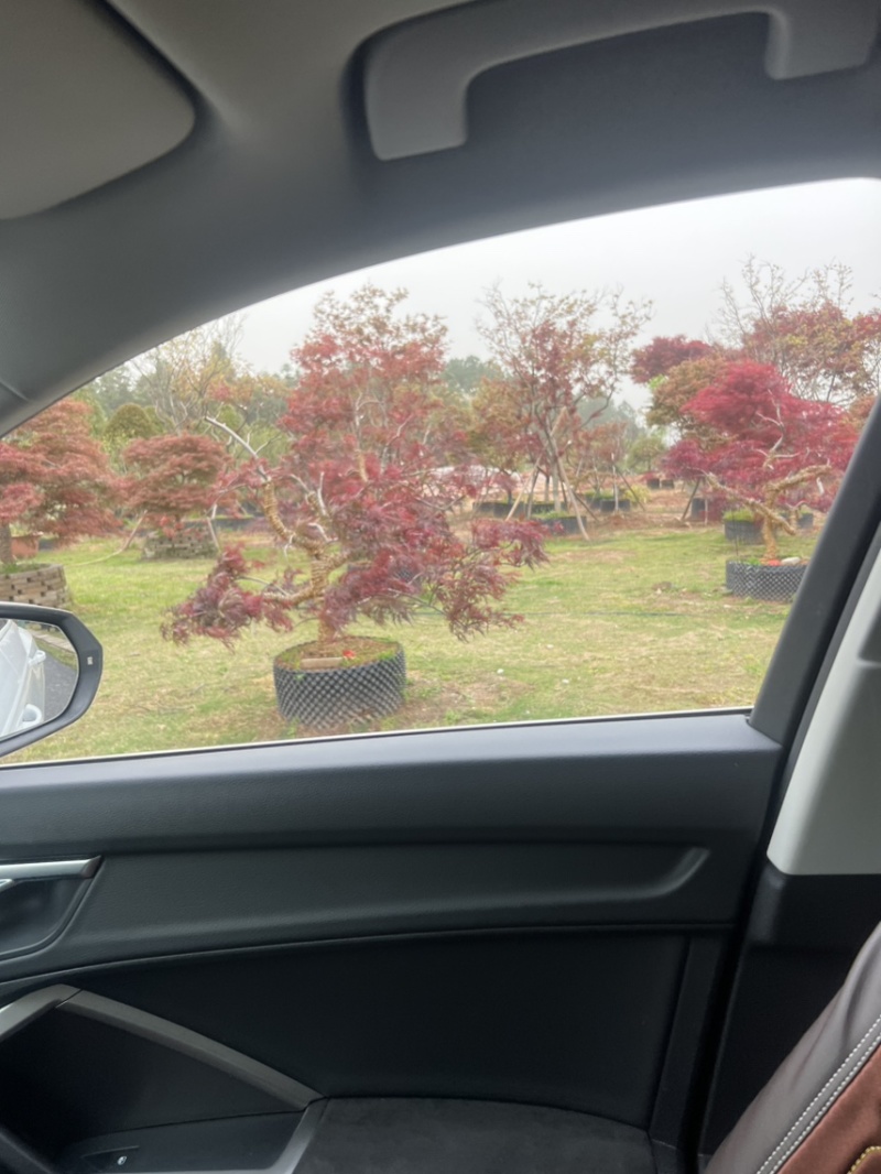 羽毛槭：邹家苗圃大量供应羽毛槭欢迎老板来电咨询