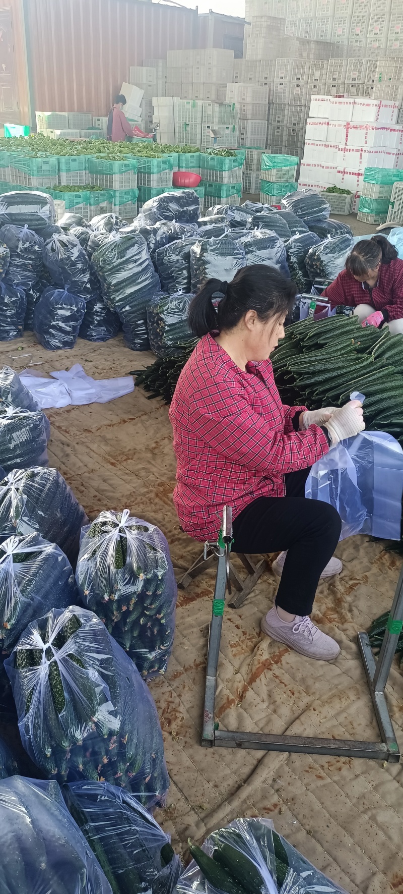 兰陵产区黄瓜大量上市中货源充足质量保证，有需要老板联系