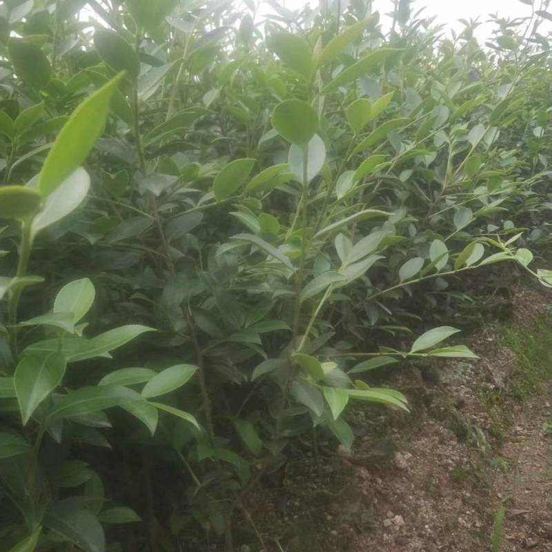 湘林210嫁接油茶苗源头产地全国可发量大从优