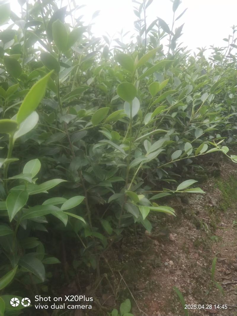 湘林210嫁接油茶苗源头产地全国可发量大从优