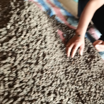 河南猫爪草