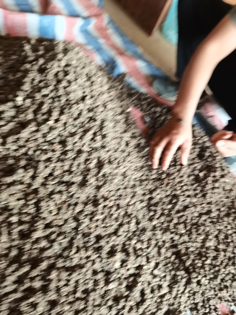 河南猫爪草