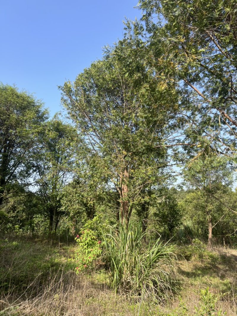 玉兰树：奉新县邹家苗圃基地大量供应玉兰欢迎来电咨询
