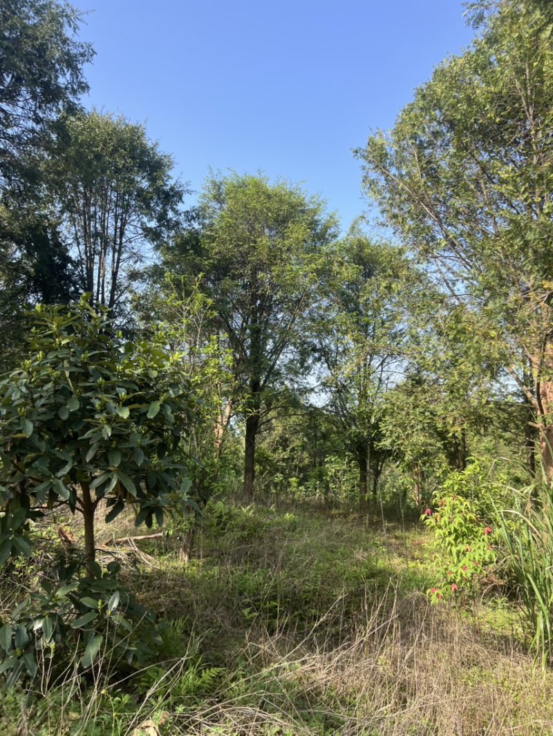 玉兰树：奉新县邹家苗圃基地大量供应玉兰欢迎来电咨询