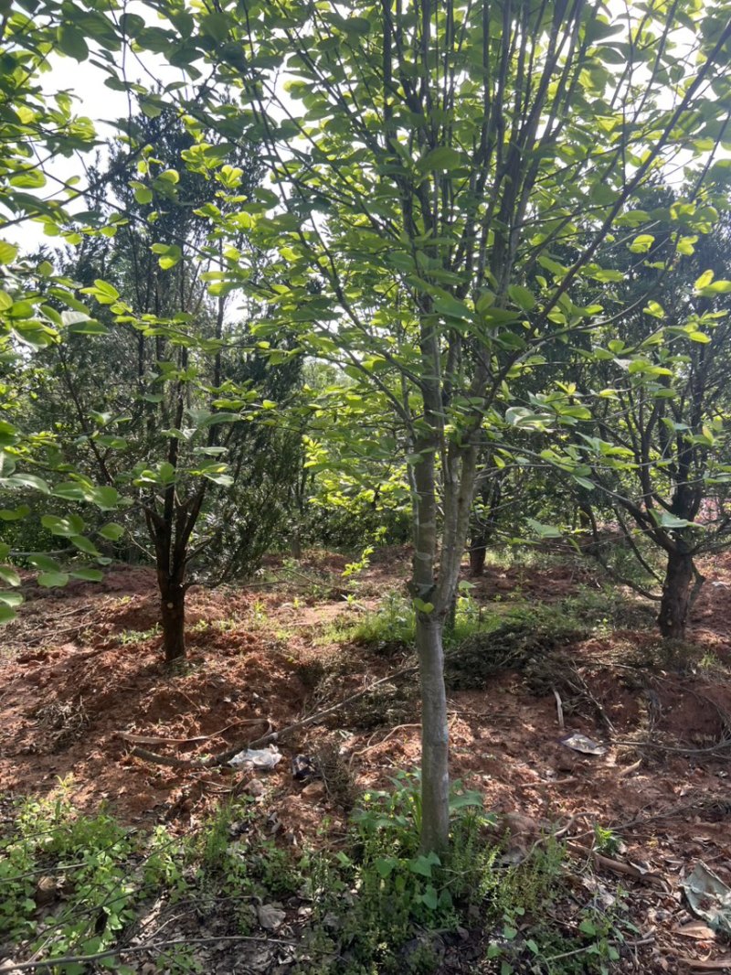 玉兰树：奉新县邹家苗圃基地大量供应玉兰欢迎来电咨询
