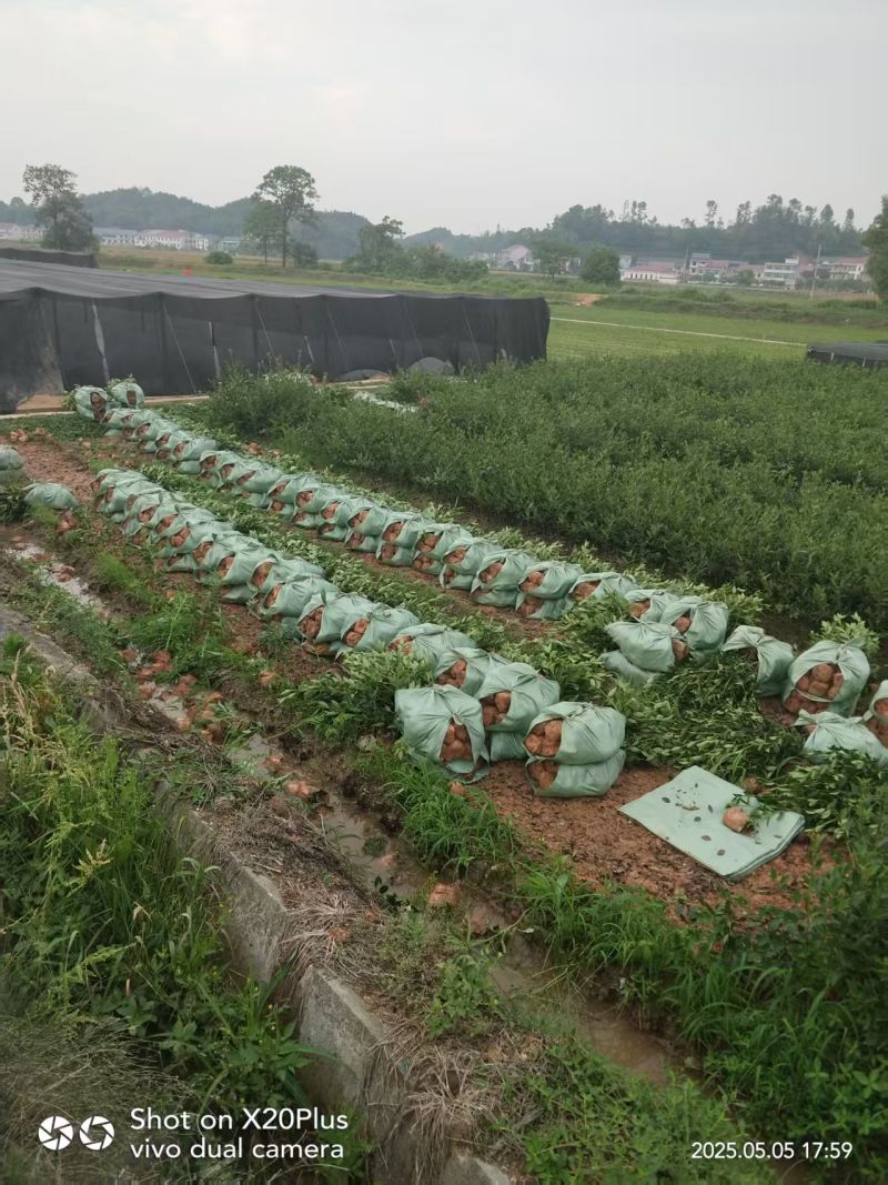 湘林210嫁接油茶苗源头产地全国可发量大从优