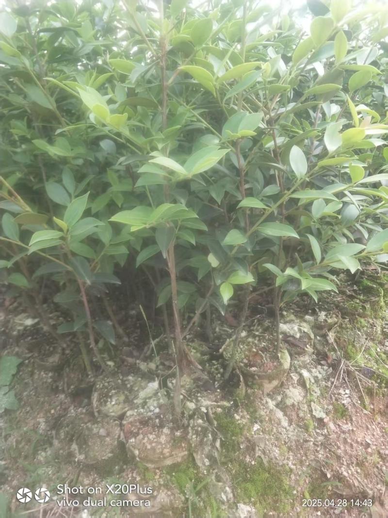 湘林210嫁接油茶苗源头产地全国可发量大从优