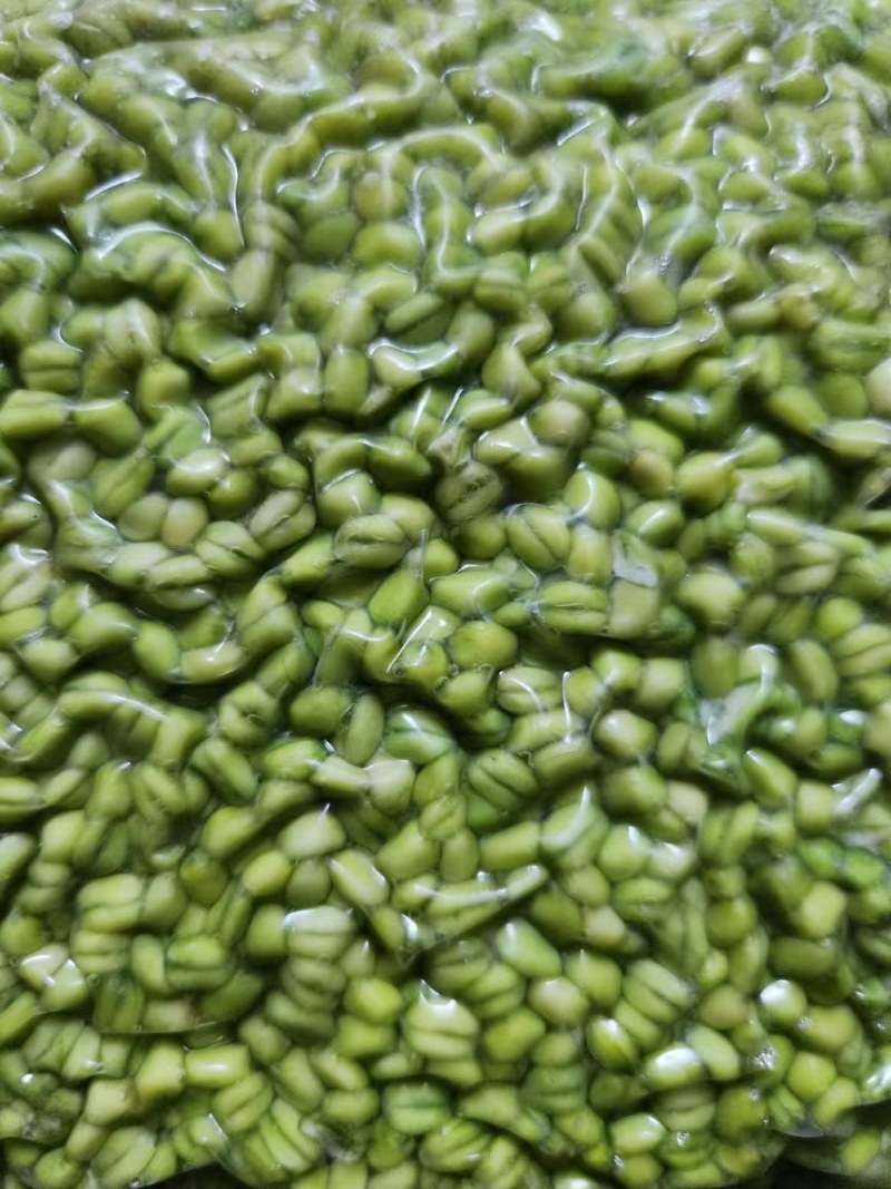 青麦仁