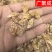 陕西薤白小根蒜野蒜泻白头新货干货含量高过筛