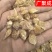 陕西薤白小根蒜野蒜泻白头新货干货含量高过筛