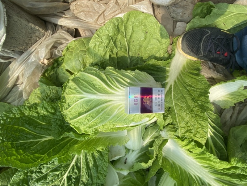 黄心大白菜，产地直销，货源充足，可加工各种包装