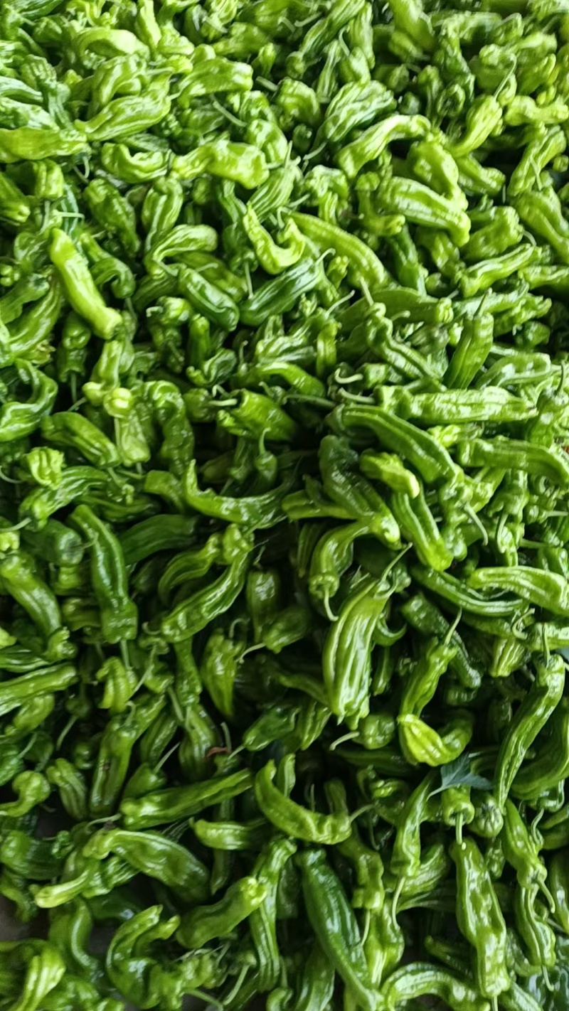 兰陵产区芜湖椒大量上市中货源充足。质量保证，