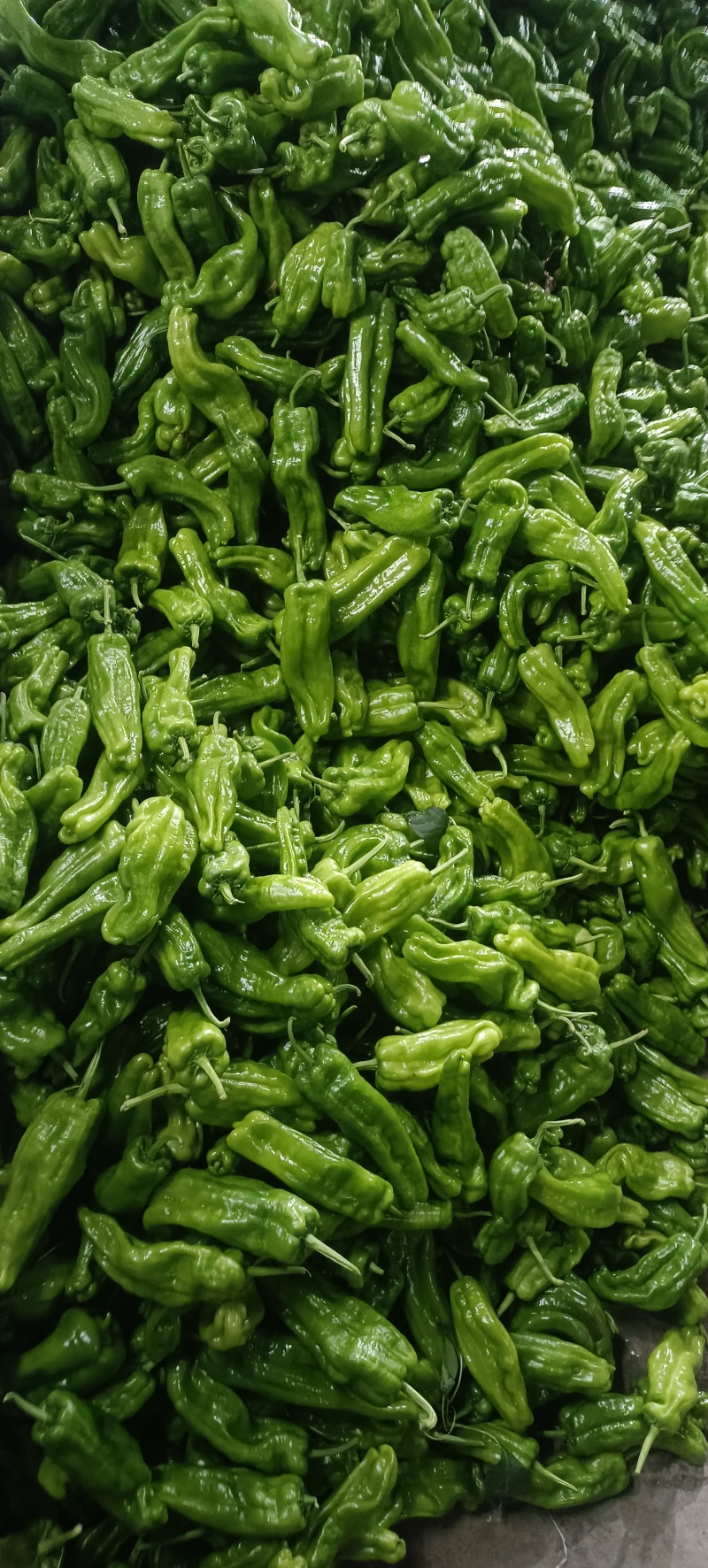 兰陵产区芜湖椒大量上市中货源充足。质量保证，