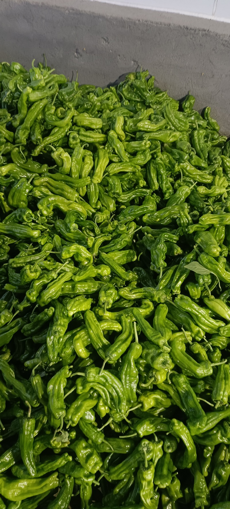 兰陵产区芜湖椒大量上市中货源充足。质量保证，