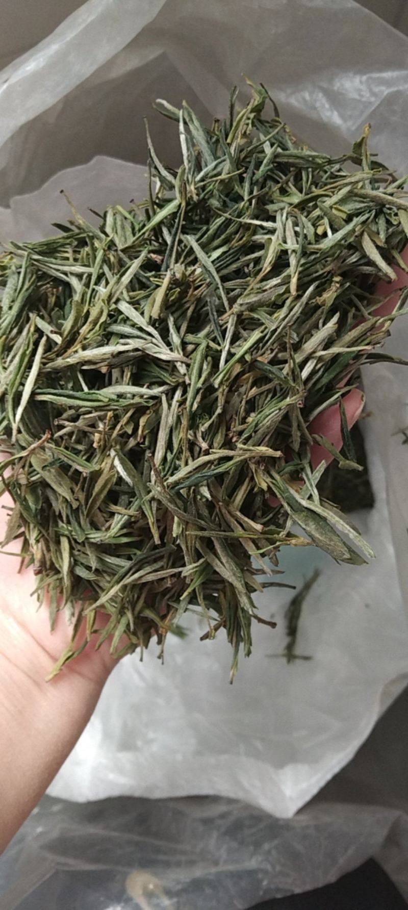 自家采摘***黄山毛峰
