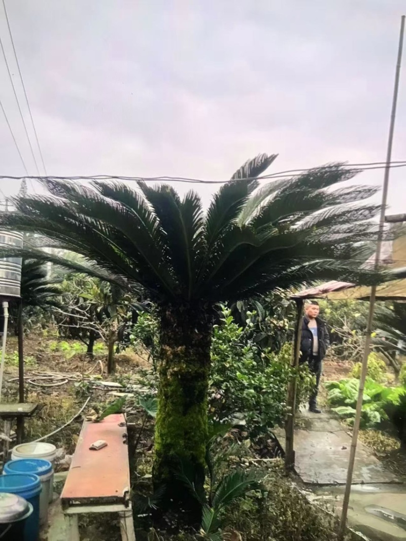铁树：奉新县邹家苗圃基地欢迎老板光临洽谈
