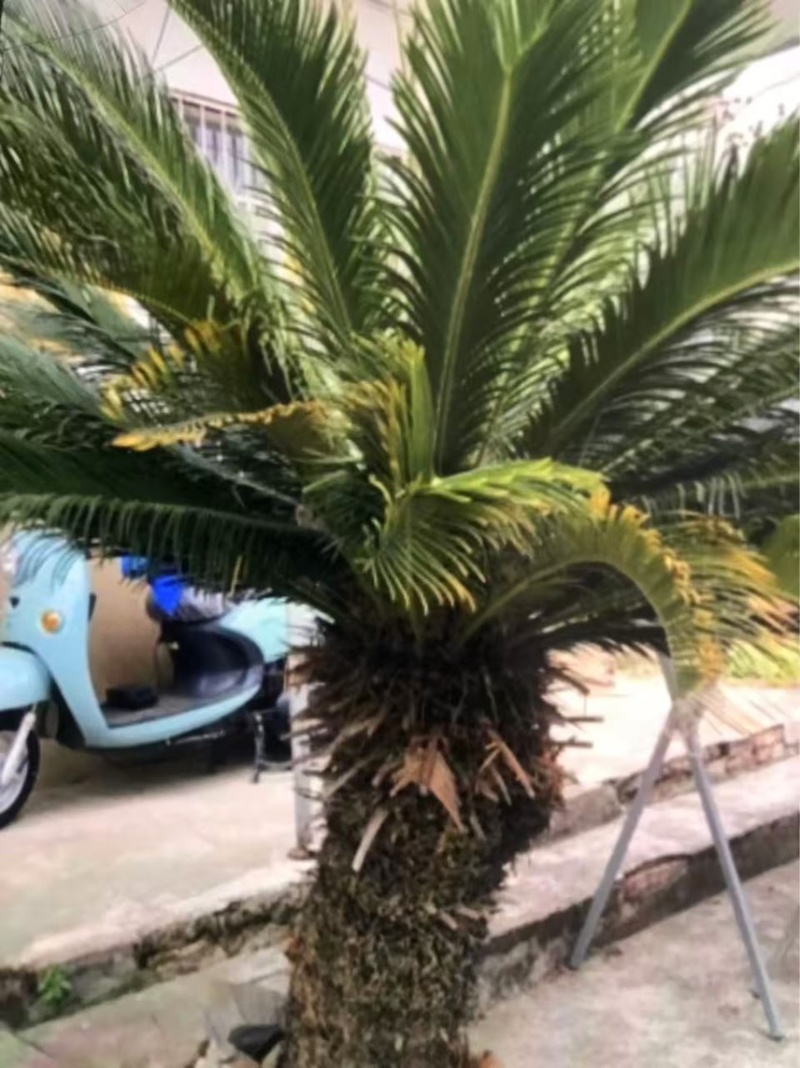 铁树：奉新县邹家苗圃基地欢迎老板光临洽谈
