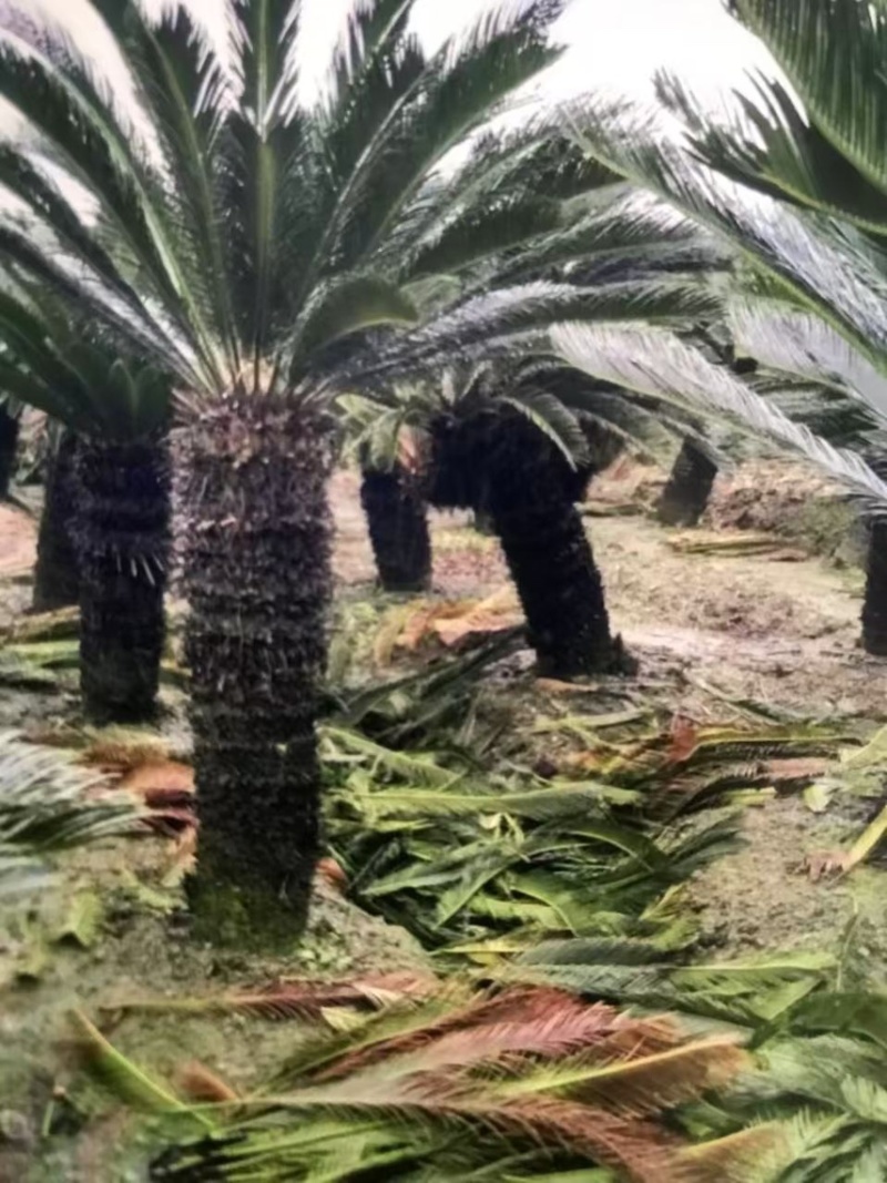 铁树：奉新县邹家苗圃基地欢迎老板光临洽谈
