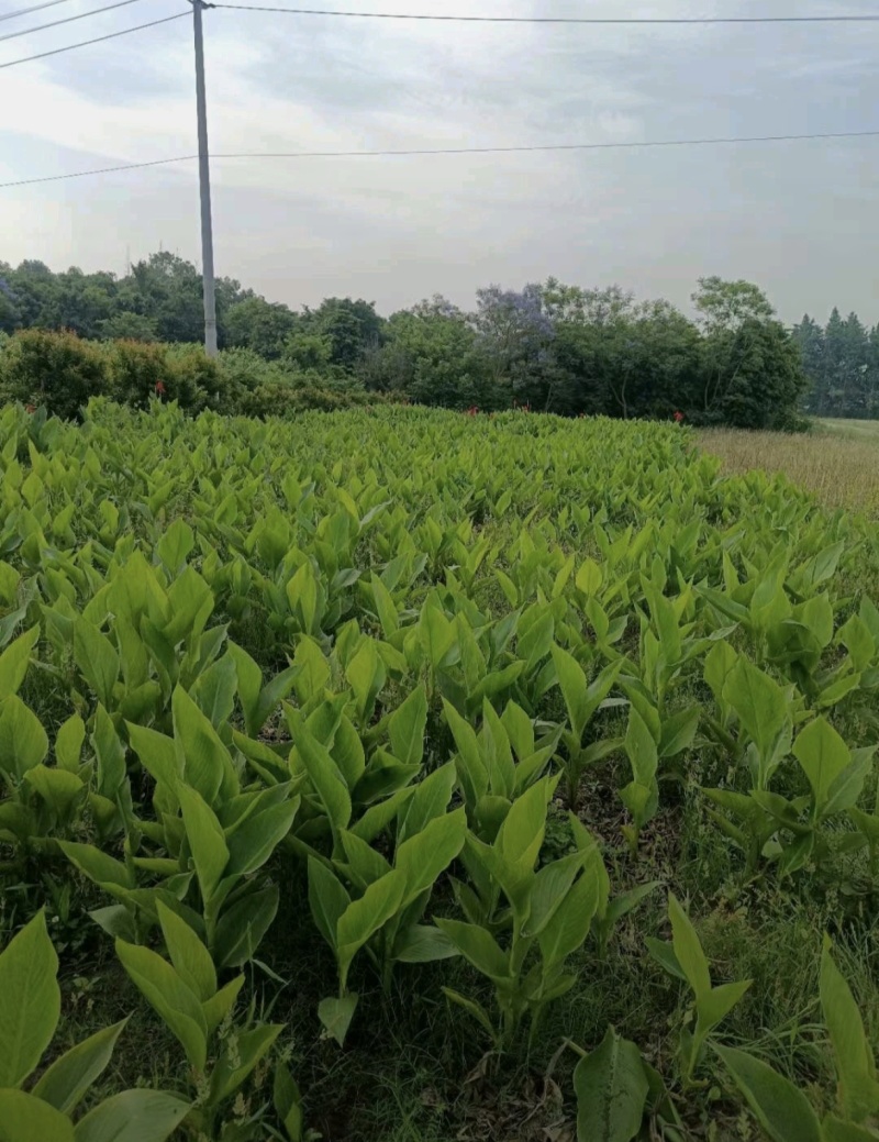 青叶美人蕉，花叶美人蕉，水生美人蕉，各种规格，基地直销