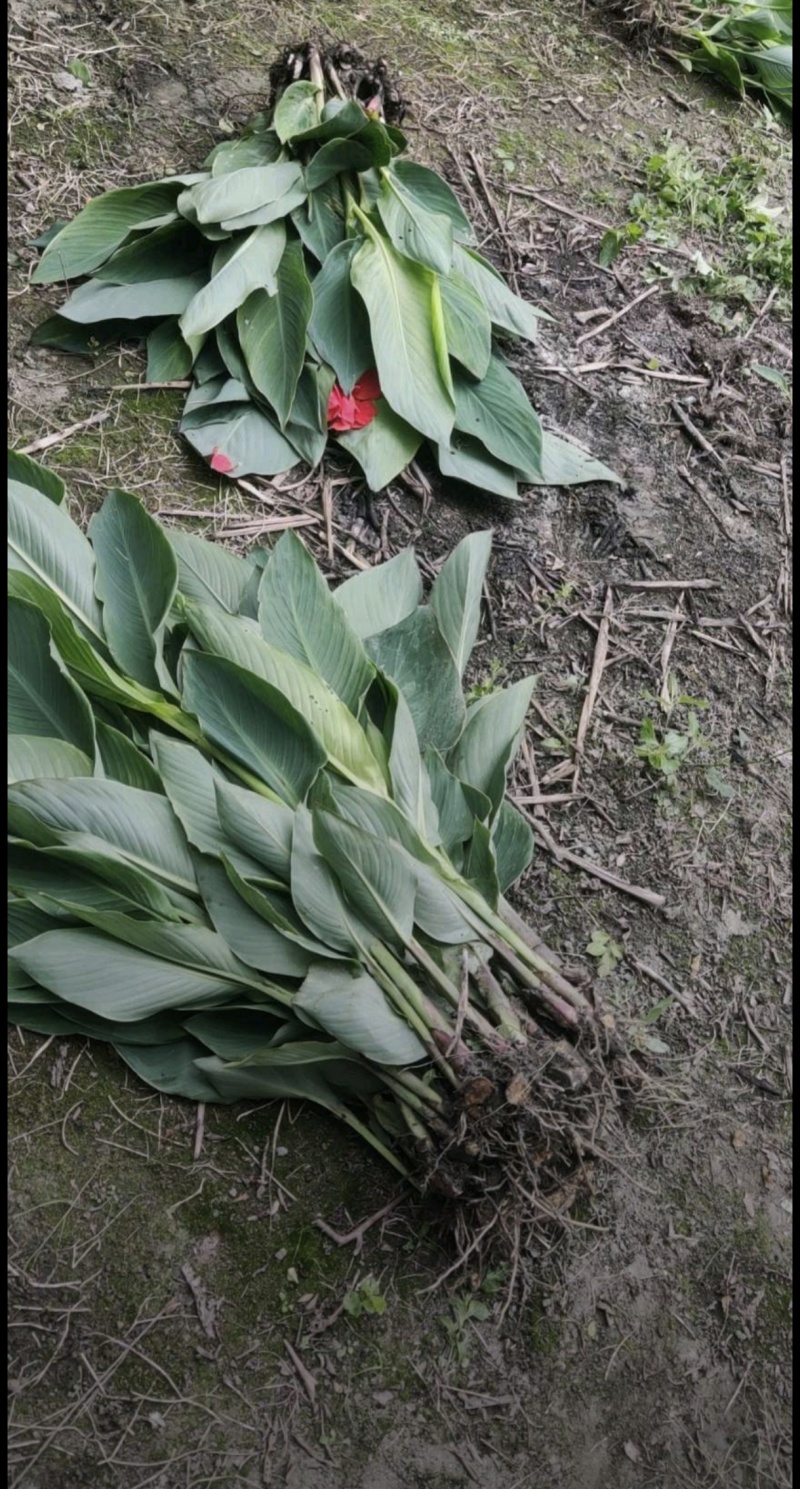 青叶美人蕉，花叶美人蕉，水生美人蕉，各种规格，基地直销