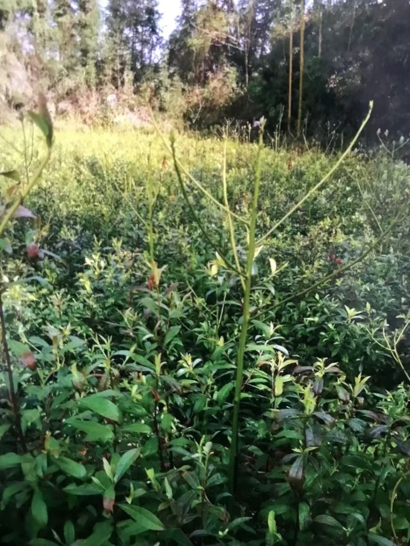 杜英：邹家苗圃大量供应杜英杯苗欢迎老板来电咨询