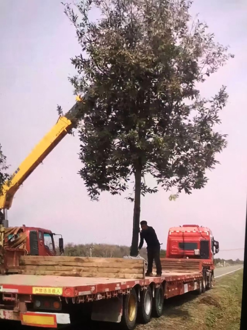 杜英：邹家苗圃大量供应杜英杯苗欢迎老板来电咨询