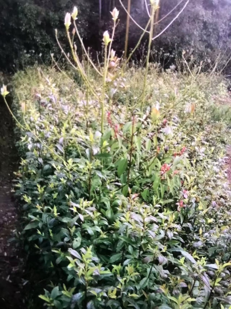 杜英：邹家苗圃大量供应杜英杯苗欢迎老板来电咨询
