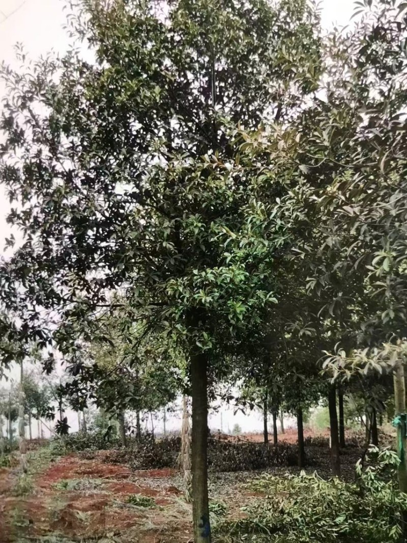 杜英：邹家苗圃大量供应杜英杯苗欢迎老板来电咨询