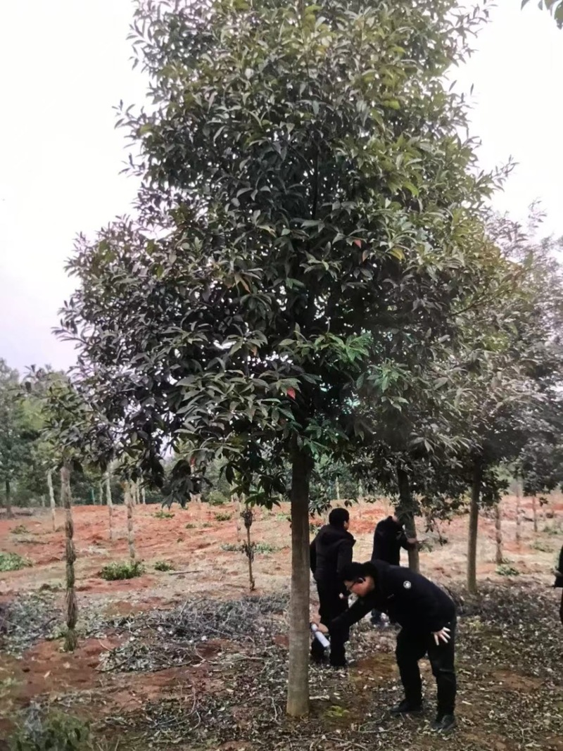 杜英：邹家苗圃大量供应杜英杯苗欢迎老板来电咨询