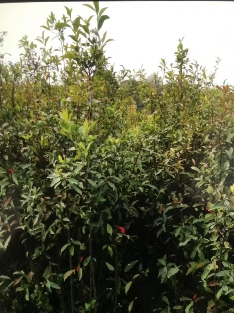 杜英：邹家苗圃大量供应杜英杯苗欢迎老板来电咨询
