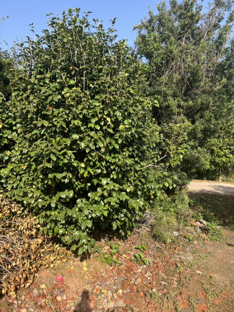茶花）邹家苗圃基地大量供应大小不一的茶花品种保证品质诚信