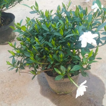 河南精品栀子花种苗基地，专业种植栀子花苗200亩基地直供