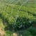 河南精品栀子花种苗基地，专业种植栀子花苗200亩基地直供