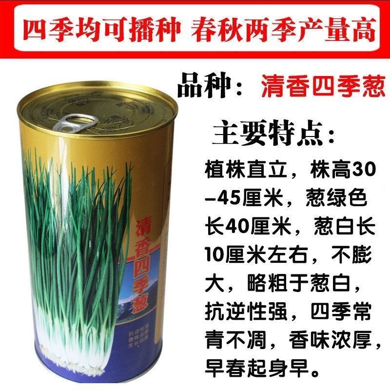 清香四季小葱种子四季小香葱种籽香味浓郁抗病高产粗壮大田基