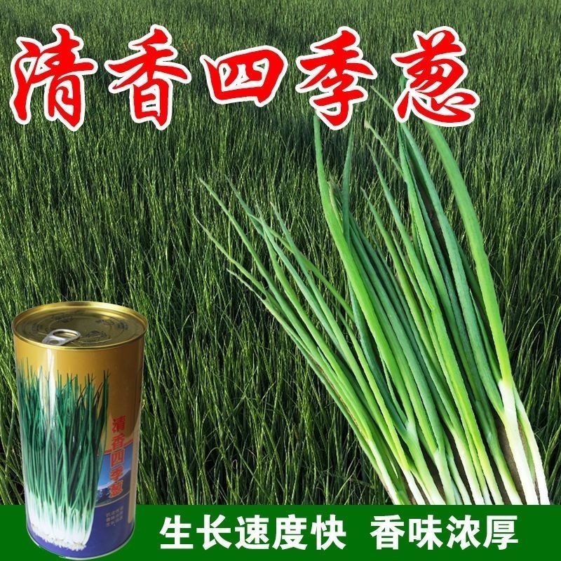 清香四季小葱种子四季小香葱种籽香味浓郁抗病高产粗壮大田基