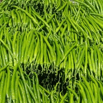 兰陵产区大棚线椒大量上市中，货源充足质量保证
