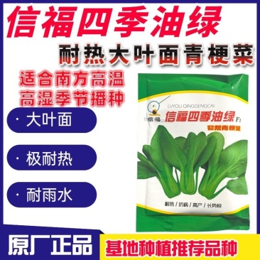 信福四季油绿青梗菜耐高温耐热抗热油菜种子窄帮大叶面青梗菜