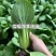 信福四季油绿青梗菜耐高温耐热抗热油菜种子窄帮大叶面青梗菜