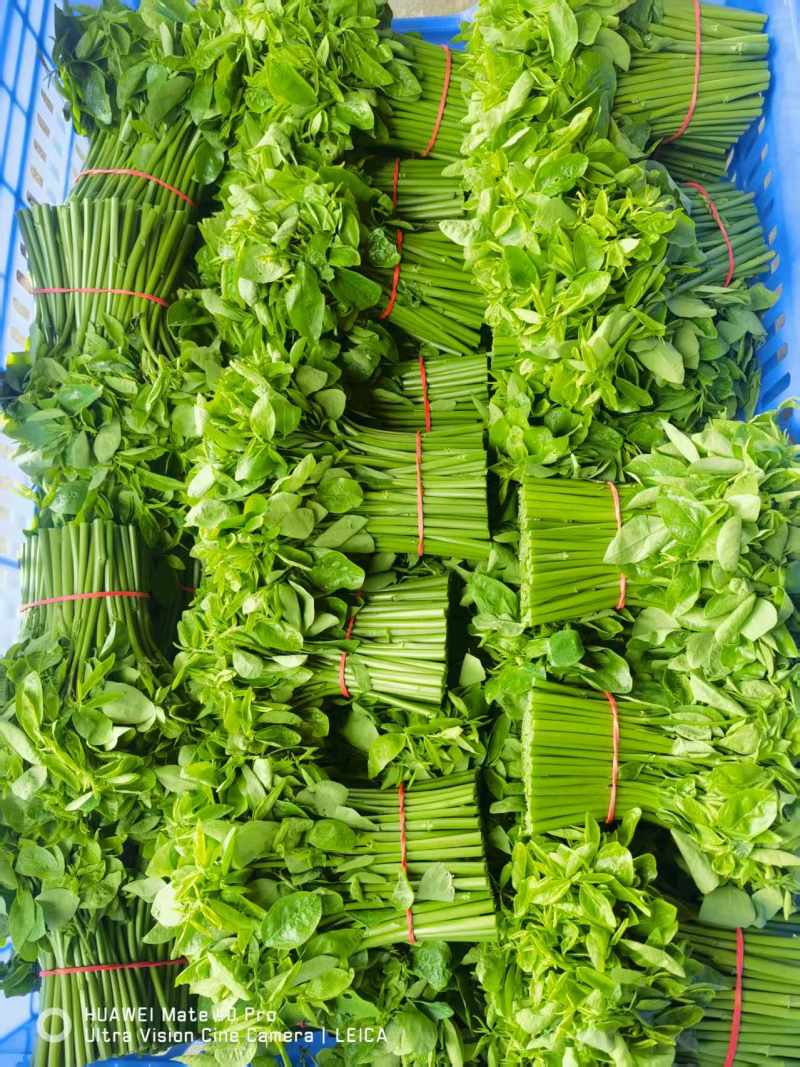 特香树仔菜