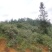 野生山茶油，30年老树，