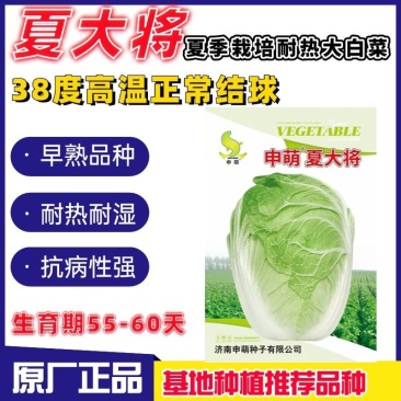 耐热夏大将大白菜种子夏季抗热耐高温早熟大白菜种籽大田基地