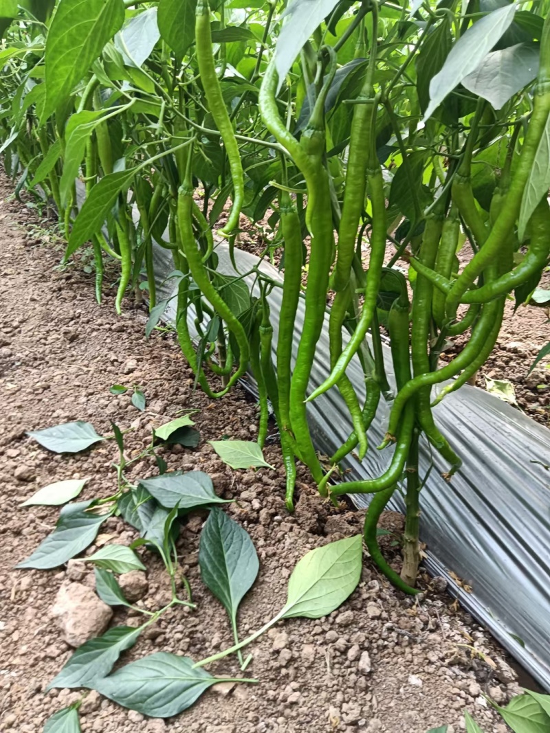 兰陵产区大棚线椒大量上市中，货源充足质量保证