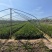 河南精品栀子花种苗基地，专业种植栀子花苗200亩基地直供