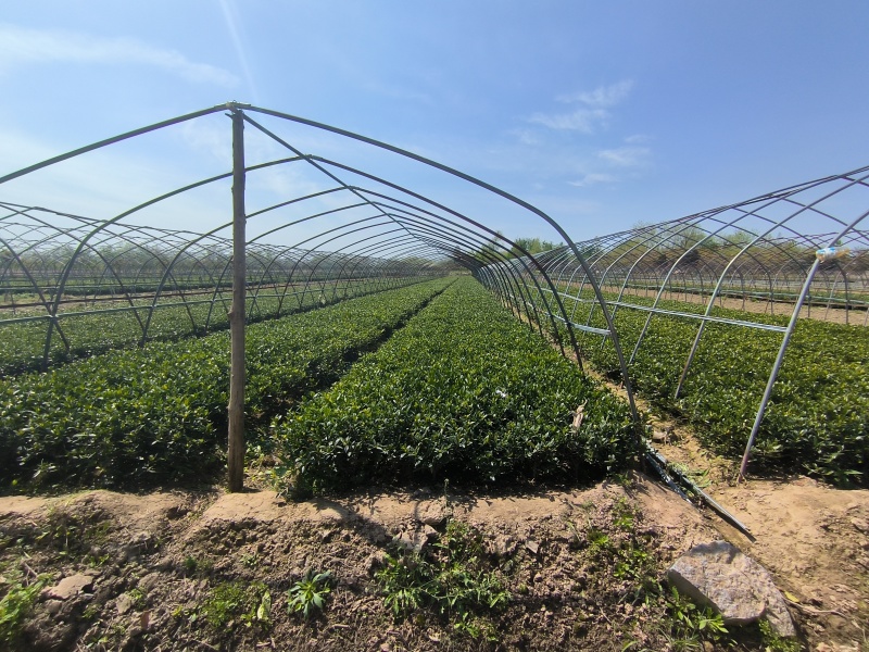 河南精品栀子花种苗基地，专业种植栀子花苗200亩基地直供