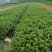 河南精品栀子花种苗基地，专业种植栀子花苗200亩基地直供