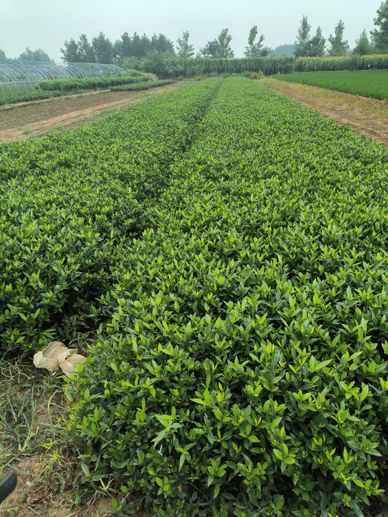 河南精品栀子花种苗基地，专业种植栀子花苗200亩基地直供